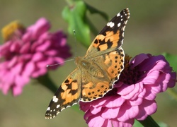 Motyl, Rusałka, Osetnik, Kwiat