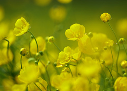 Jaskry, Żółte, Kwiaty