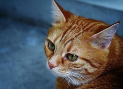Rudy, Kotek