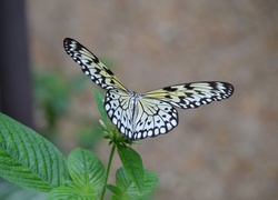 Motyl, Owad, Roślina, Liście