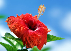 Kwiat, Hibiskus