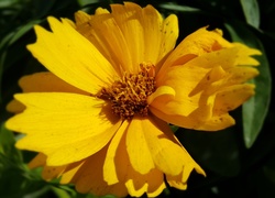 Żółty, Kwiatek
