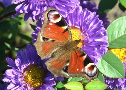 Motyl, Pawie oczko, Kwiat, Aster