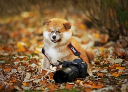 Pies, Aparat, Fotograficzny, Liście