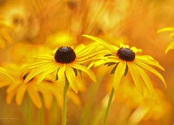 Rudbekia, Żółte, Kwiaty