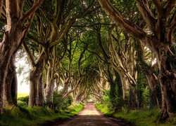 Irlandia Północna, Hrabstwo Antrim, Bukowa aleja Dark Hedges, Droga, Drzewa, Buki