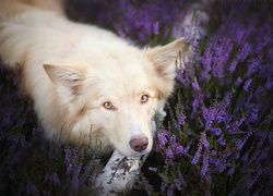 Wrzos, Border Collie