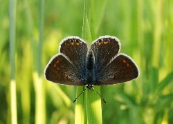 Motyl, Modraszek agestis
