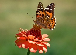 Motyl, Rusałka, Osetnik, Kwiat, Cynia