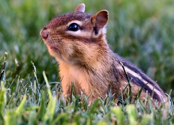 Wiewiórka, Chipmunk, Trawa, Łąka