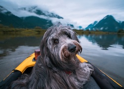 Pies, Łódka, Jezioro, Góry