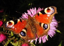 Motyl, Rusałka pawik