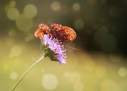 Motyle, Kwiat, Makro
