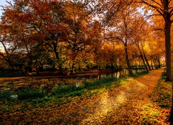 Jesień. Park