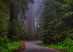 Stany Zjednoczone, Stan Kalifornia, Park Narodowy Redwood, Las, Drzewa, Sekwoje, Mgła