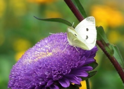 Motyl, Bielinek, Kwiat, Aster