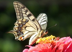 Motyl, Paż królowej, Kwiat, Cynia