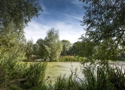 Bagno, Drzewa, Roślinność