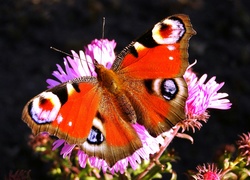 Motyl, Rusałka pawik