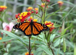 Motyl, Monarch, Kwiaty, Liście, Ogród