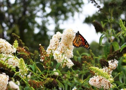 Budleja, Motyl, Monarch, Ogród