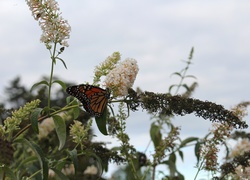 Motyl, Monarch, Budleja, Liście, Lato