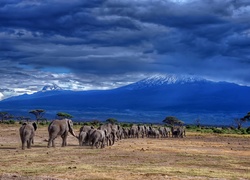 Park, Narodowy, Kilimandżaro, Góry, Step, Rodzina, Słoni, Tanzania, Afryka