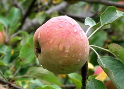 Przyroda, Owoce, Jabłko, Krople