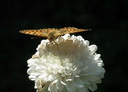 Motyl, Perłowiec malinowiec, Kwiat, Aster