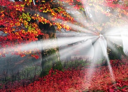 Jesień, Drzewa, Świt, Promienie słońca