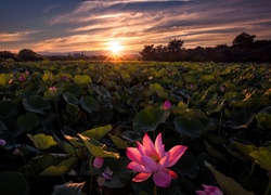 Zachód słońca, Plantacja kwiatów