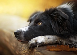 Pies, Border collie, Pysk, Kłoda