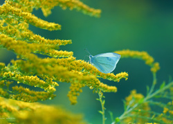 Nawłoć, Żółte, Kwiaty, Motyl, Bielinek