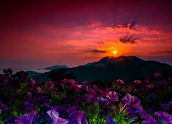 Zachód słońca, Góry, Kwiaty
