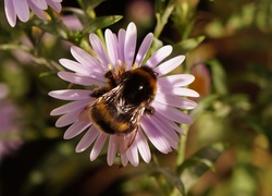 Aster, Trzmiel