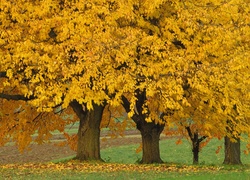 Drzewa, Liście, Żółte, Ziemia
