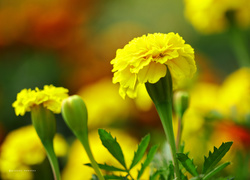 Aksamitka, Żółty, Kwiat