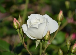 Biała, Róża, Pąki