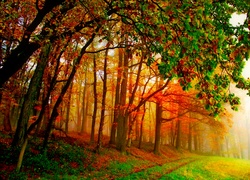Las, Drzewa, Liście, Droga, Mgła, Złota, Jesień