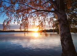 Brzoza, Drzewo, Jezioro, Wschód słońca
