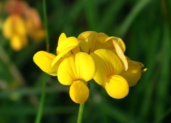 Komonica zwyczajna, Żółty, Kwiat
