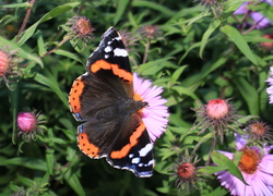 Motyl, Rusałka admirał