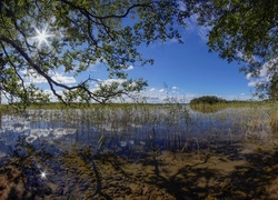 Jezioro, Drzewa, Promienie, Słońca, Trawy, Odbicie