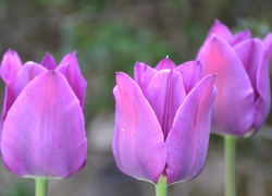 Tulipany