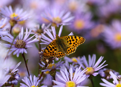 Perłowiec Malinowiec, Motyl, Owad, Astry