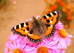 Motyl, Rusałka pokrzywnik