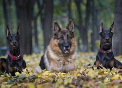 Dobermany, Owczarek Niemiecki, Poranny spacer, Park, Liście, Jesień