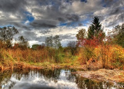 Odbicie, Bagna, Jesień, Drzewa