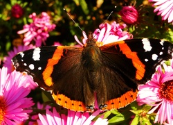 Motyl, Rusałka admirał