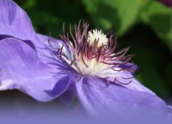 Przyroda, Kwiat, Clematis